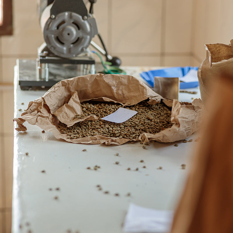 Top Summer Pests in Australia and how to keep them away