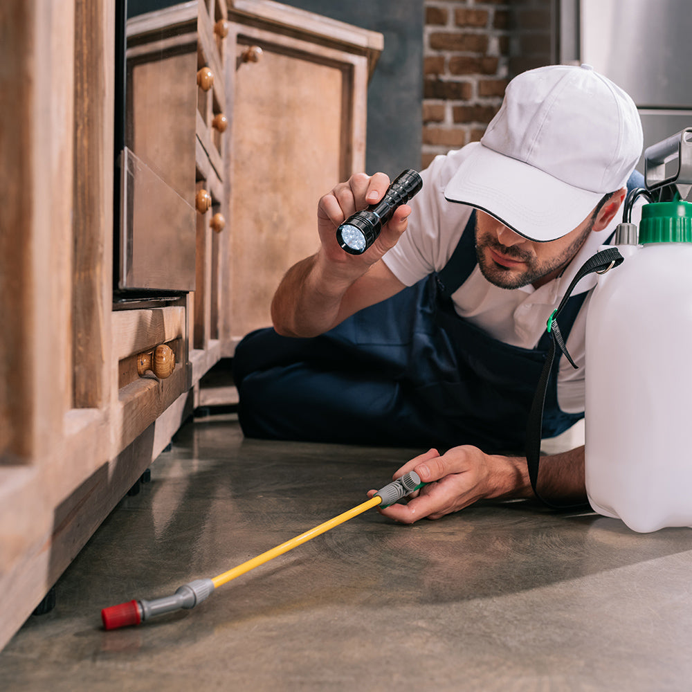 The Hidden Health Risks of Common Household Pests